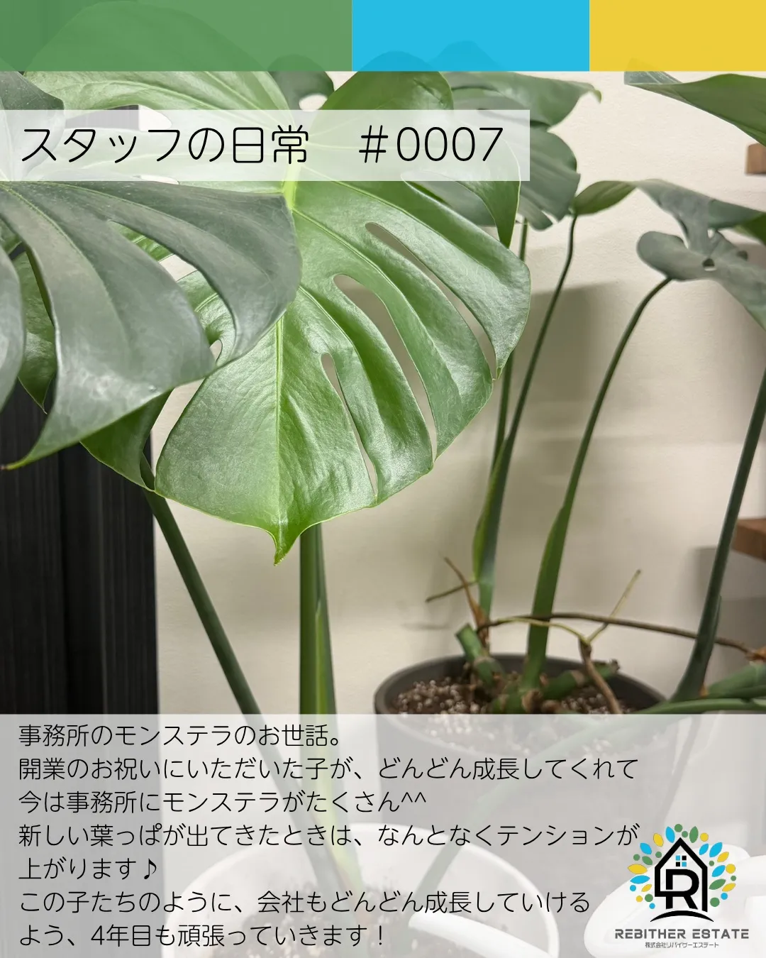 事務所には観葉植物がたくさんあります🍃✨